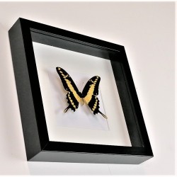 Wandbild " Schmetterling"